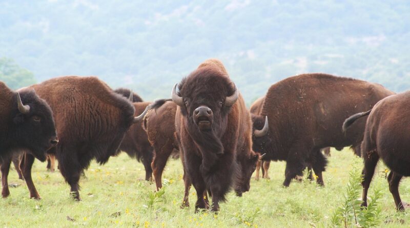 buffalo, oklahoma, bison, american, wild, west, native, nature, wildlife, prairie, western, range, mammal, ranch, animal