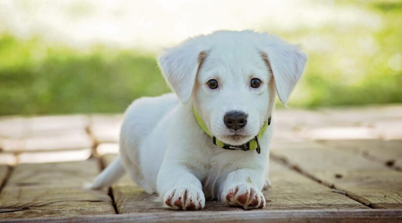 puppy, dog, pet, collar, dog collar, white puppy, white dog, nature, domestic, domestic dog, lying down, portrait, dog portrait, animal, cute, white, adorable, canine, doggy, looking