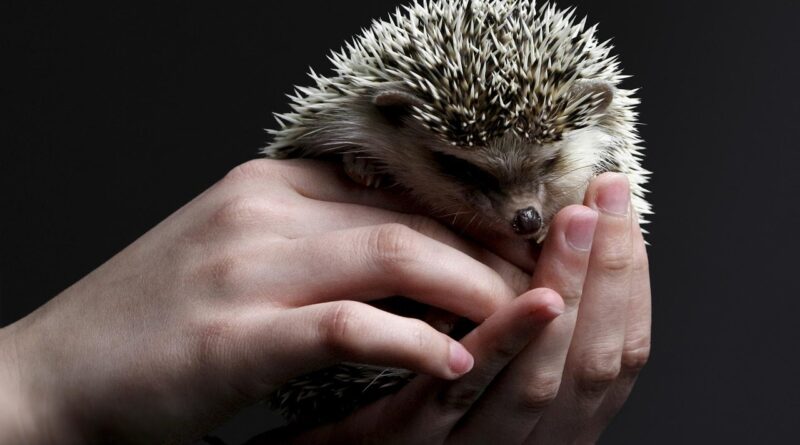 animal, hedgehog, pet, mammal, species, nature, fauna, prickly