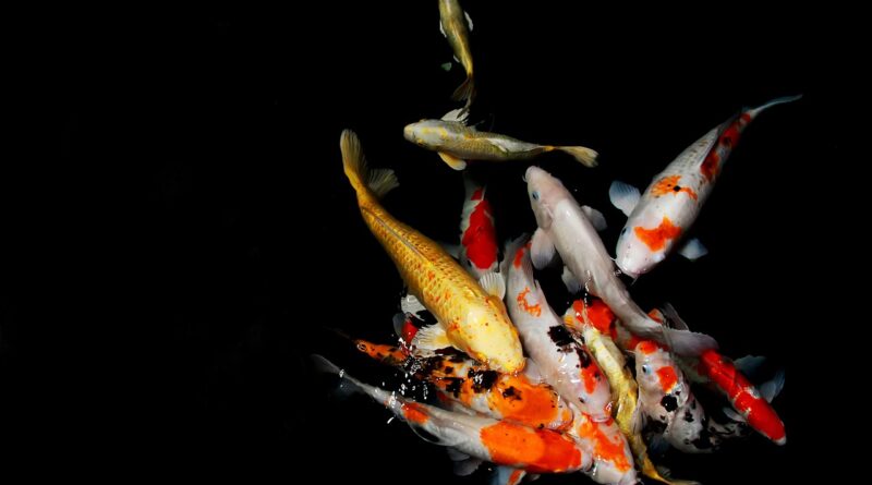 japan, fish, koi, asian, water, animal, oriental, pond, symbol, nature, swim, aquatic, underwater