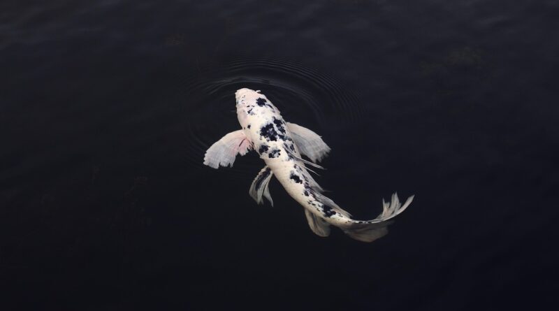 koi, fish, minimal, minimalistic, in, clear, water, swimming, rear, view, animal, koi fish, jinli, nishikigoi, pond, minimalist, nature, swim, koi, fish, fish, fish, fish, fish, koi fish, minimalist