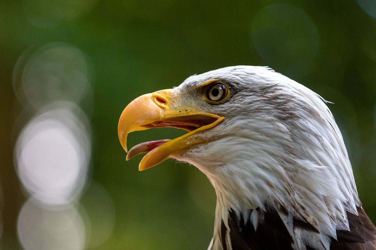 eagle, bird, birds of prey, raptor, bald eagle, white-tailed eagle, flying, wing, nature, wild bird
