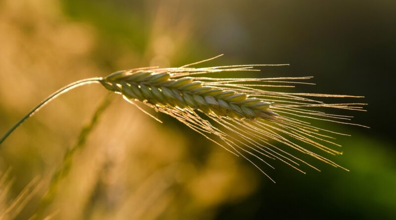 rye, ear, grain, sunset, agriculture, cereal cultivation, nature, golden hour, rye, agriculture, agriculture, agriculture, agriculture, agriculture, nature