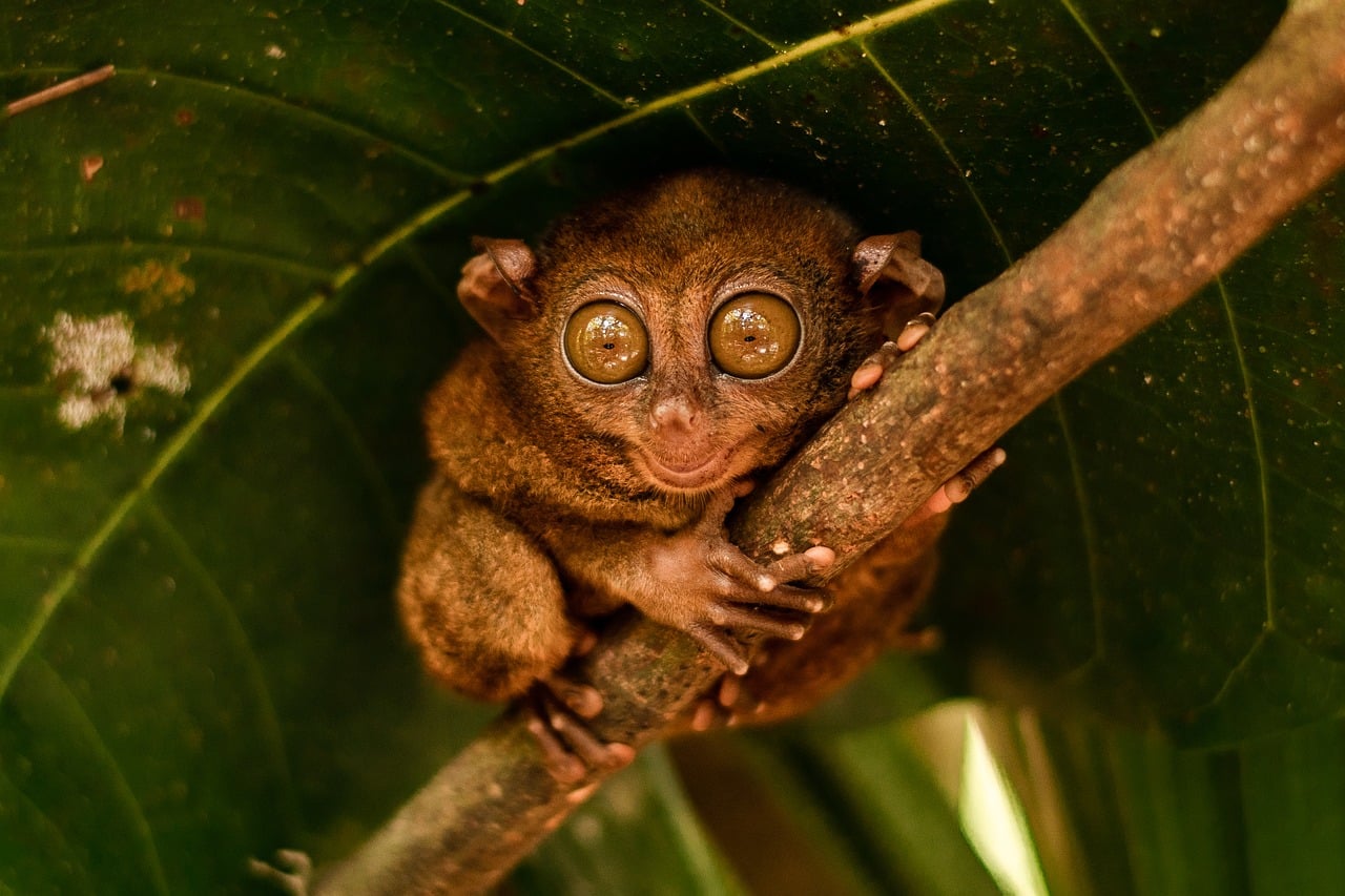tarsier, eyes, nocturnal, bohol, forest, jungle, endangered, nature, animal, wilderness, conservation, photography, cute, philippines, primate, small, tiny, mammal, wild, fauna