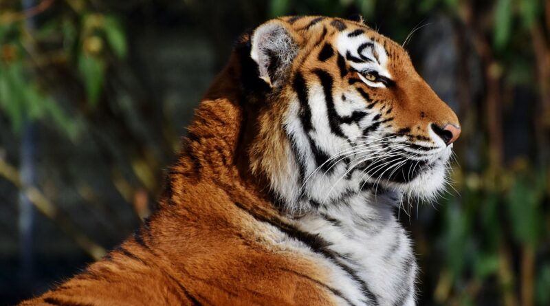 tiger, big cat, predator, wildcat, tiger head, dangerous, majestic, wildlife, zoo, tierpark hellabrunn, tiger, tiger, tiger, tiger, tiger