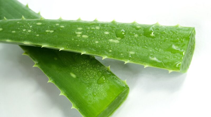 aloe, spa, green, cosmetics, cosmetology, sheet, on white, health, nutrition, beauty, care, product, fresh, youth, aloe, aloe, aloe, aloe, aloe