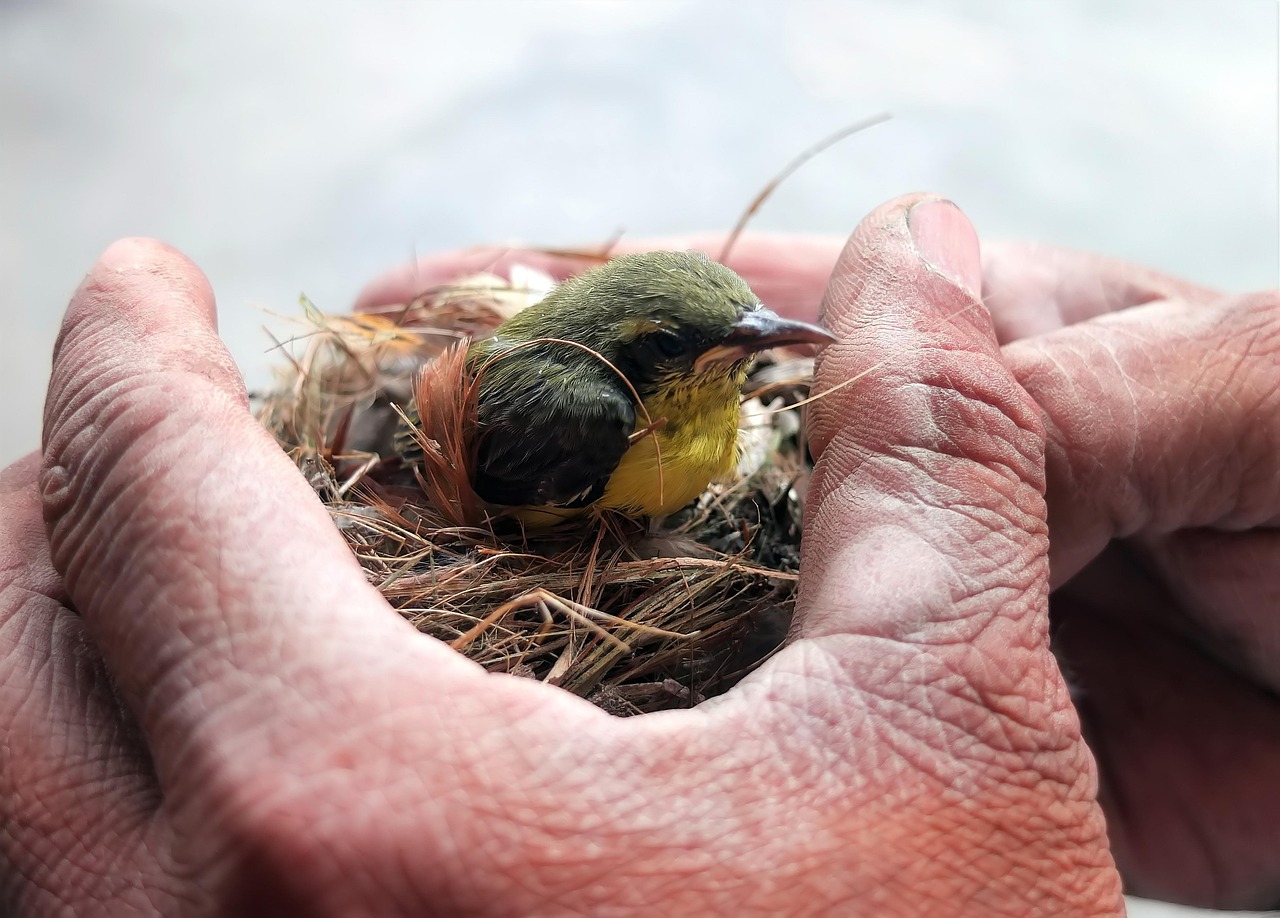 bird, flycatcher, ornithology, nature, species, fauna, avian, animal, wildlife, nest, rescue