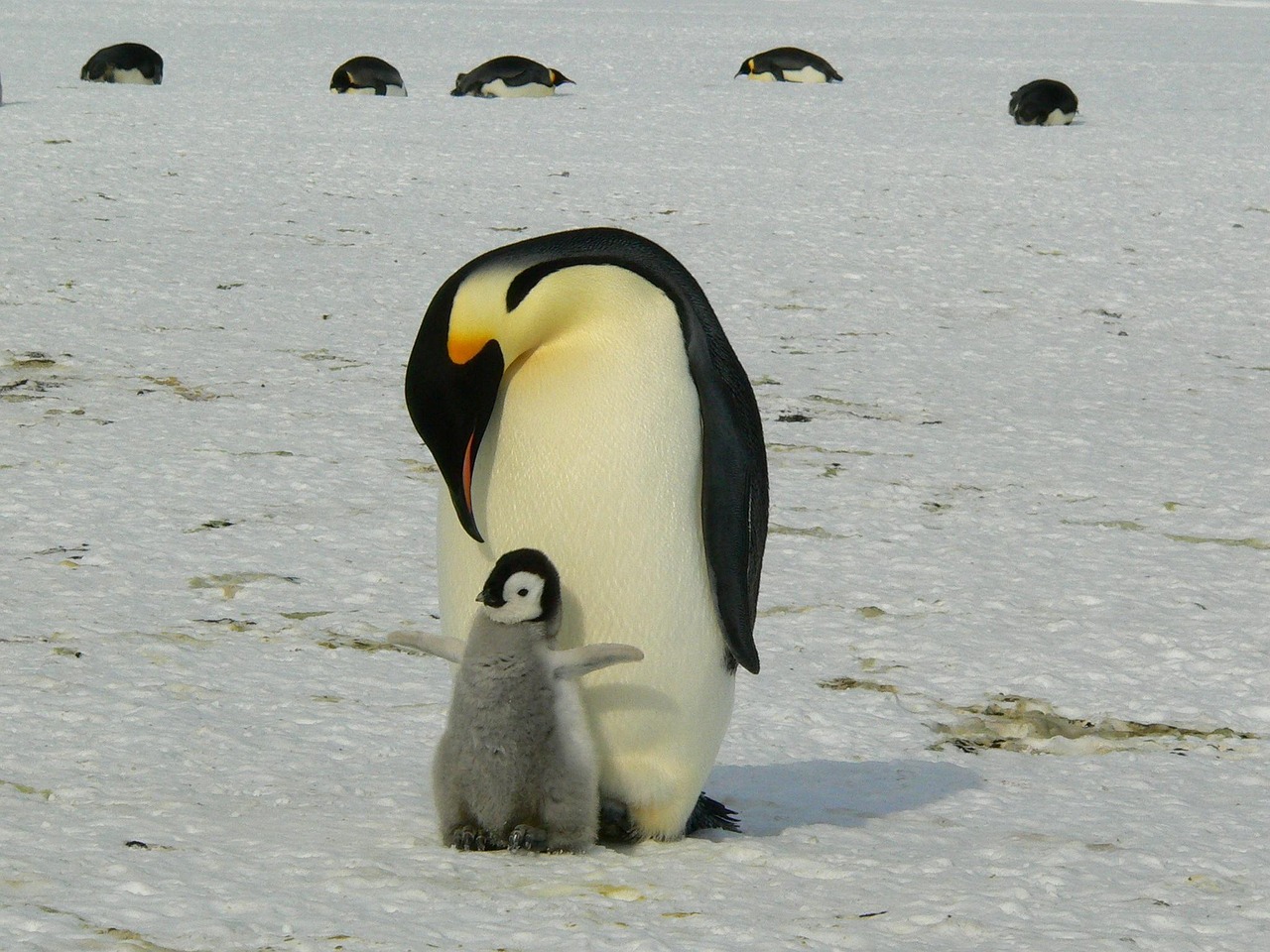 penguins, emperor penguins, baby, mother, antarctic, birds, flightless birds, animal world, wildlife photography, animals, ice, antarctica, cold, wild, natural, wilderness, wildlife, nature, polar, penguins, penguins, penguins, penguins, penguins, baby, baby, mother, mother, mother, birds, birds, animals, antarctica