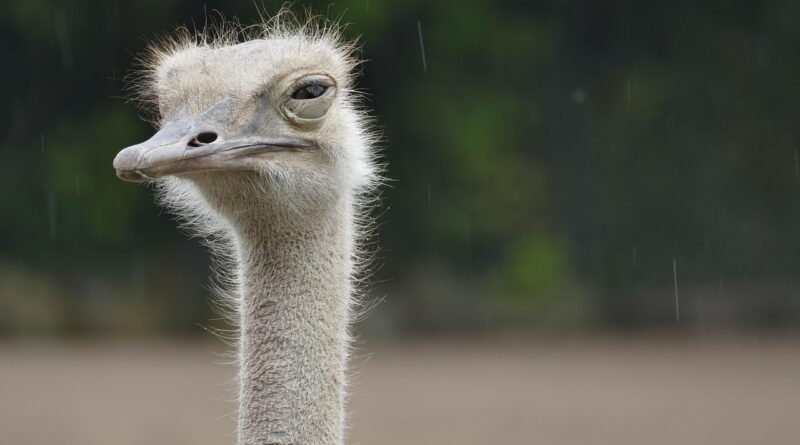 ostrich, nature, animal, zoo, rain, bird, head, ratite, eyes, neck, beak, annoyed
