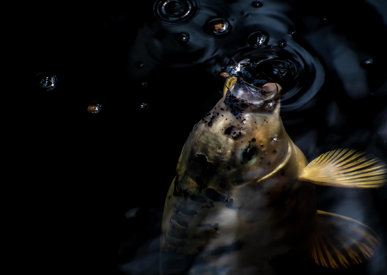 koi, fish, carp, water, nature, pond, fishpond, koi fish, fishpond, fishpond, fishpond, fishpond, fishpond