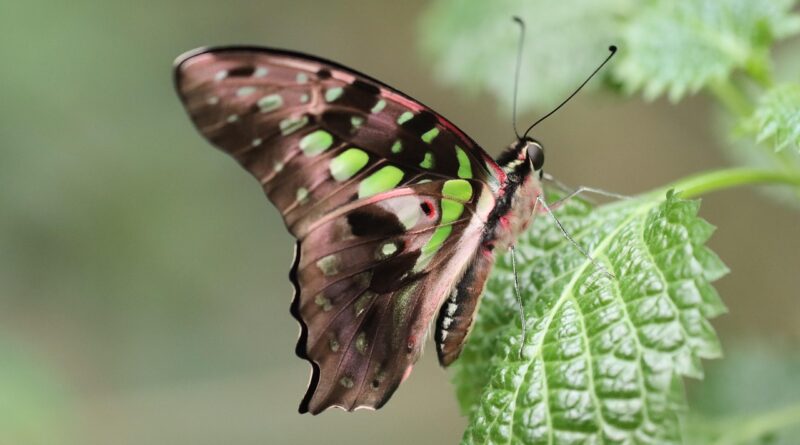 butterfly, nature, nature wallpaper, green, drexel, insect, close up, macro, wing, flying, animal, wildlife, fauna, easy, ease, hover, nature, nature, nature, nature, nature