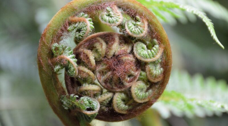 plant, fern, unroll, koru, new zealand, nature, aotearoa