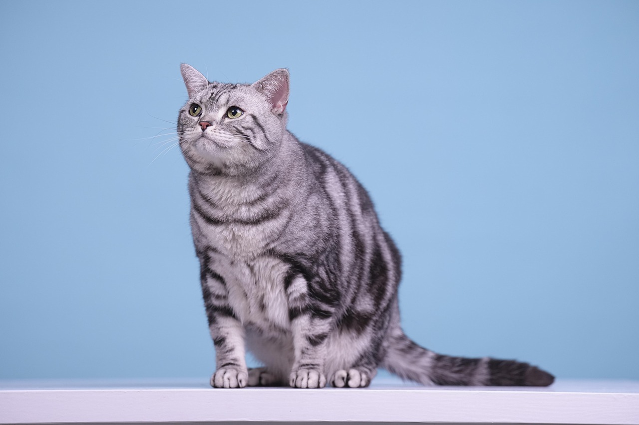 cat, american shorthair, nature, feline, mammal, animal, pet, domestic, cute