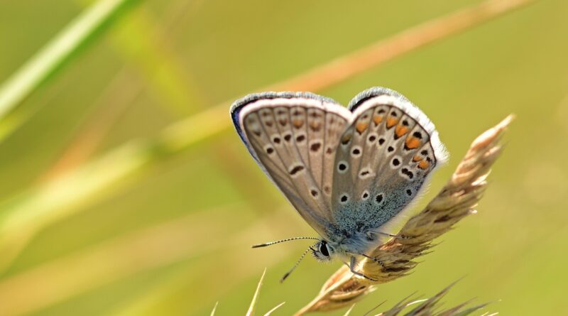 butterfly, common blue, insect, butterfly wings, fauna, nature, close up, nature, nature, nature, nature, nature