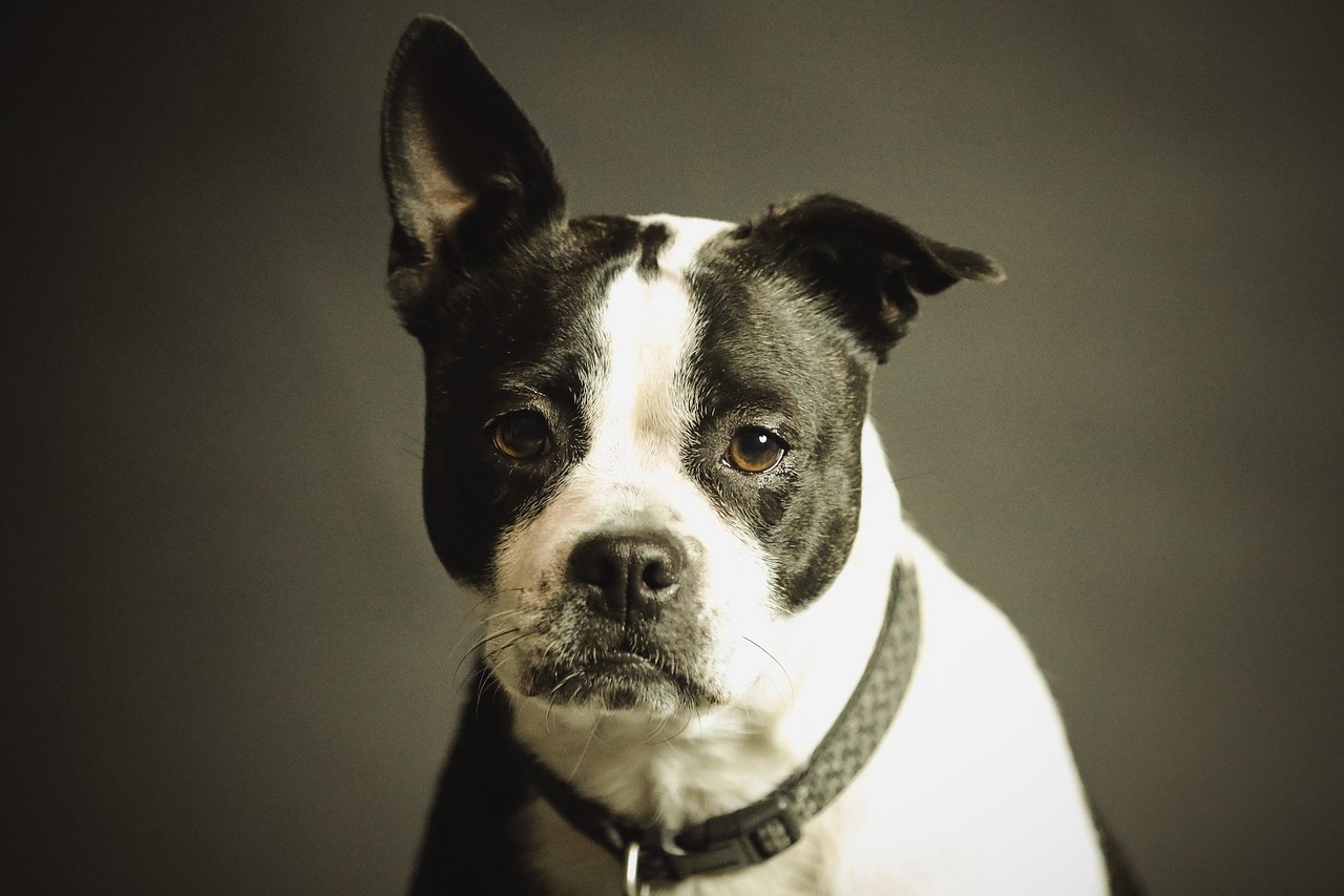 dog, pet, collar, dog collar, domestic, domestic dog, nature, black and white dog, canine, portrait, dog portrait, mammal, animal, purebred
