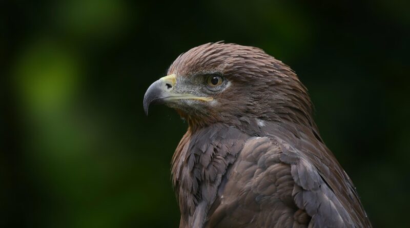 golden eagle, eagle, bird, nature, raptor, animal, wildlife, ornithology, eagle, eagle, eagle, eagle, eagle
