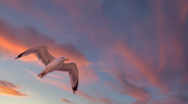 sunset, gull, bird, wing, clouds, nature, afterglow, sunset, nature, nature, nature, nature, nature