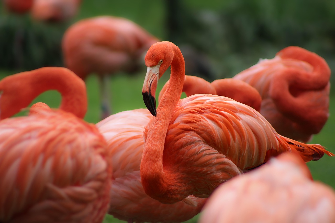 flamingo, bird, plumage, feathers, water bird, wildlife, exotic, legs, long jibe, tropical, elegance, swamp, animals, animal watching, bird watching, waterfowl, nature, zoo, herd, ornithology, red, salmon red, before, romantic