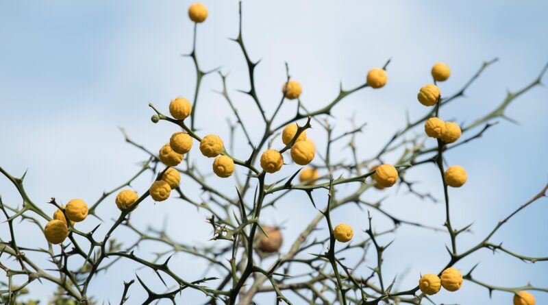 yellow fruits, thorn tree, thorny leaf bush, dry branches, autumn, nature