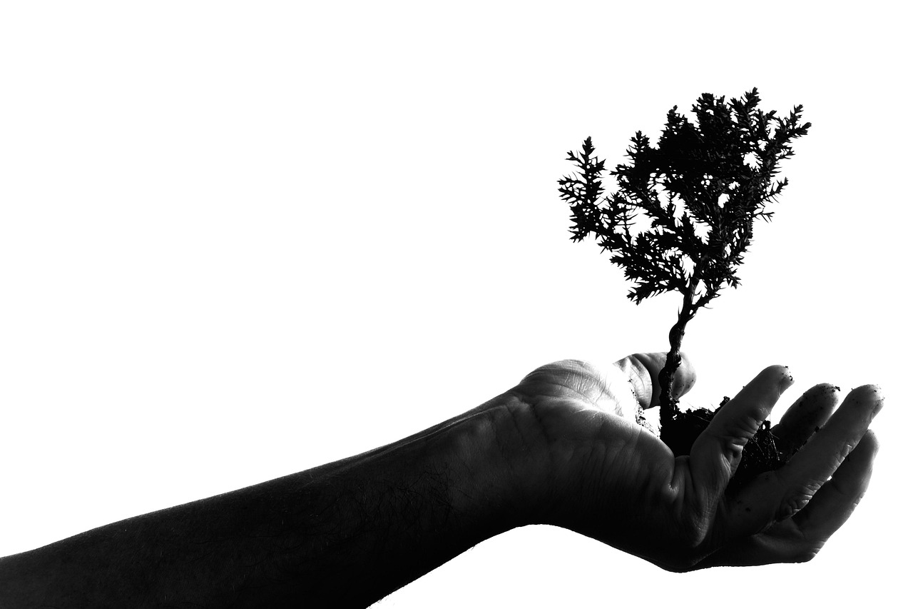 adult, bonsai, hand, plant, portrait, shadow, nature, silhouette, tree, hold, holding, growth, monochrome, black and white, concept, idea, isolated