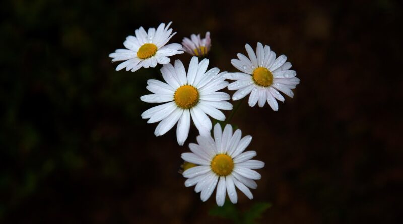gujeolcho, autumn, wildflower, their mums, white flower, plant, nature, wild flower, dew