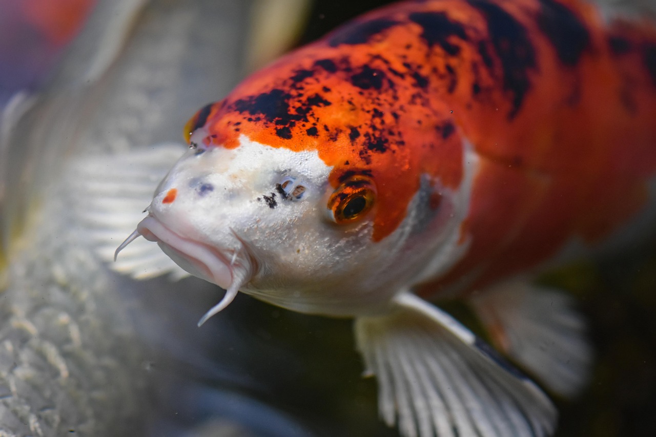 koi, pond, fish, japanese, nature, exotic, koi, koi, koi, koi, koi