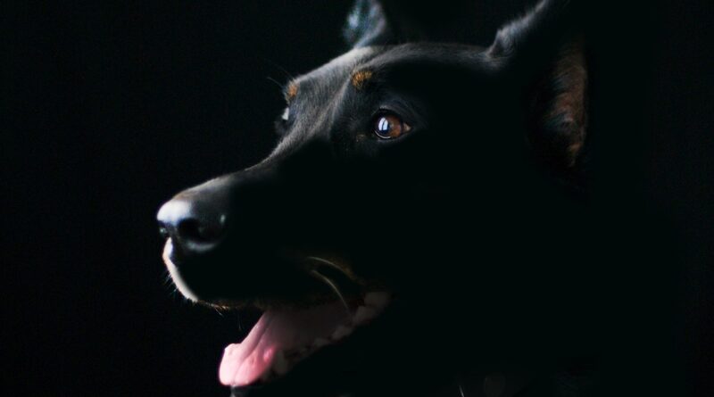 dog, pet, animal, black dog, nature, mammal, canine, adorable dog, cute dog, animal portrait