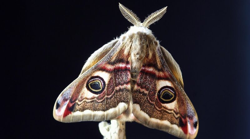 emperor moth, moth, insect, small emperor month, saturnia, fluffy moth, wings, antennae, nature, closeup, emperor moth, moth, moth, moth, moth, moth