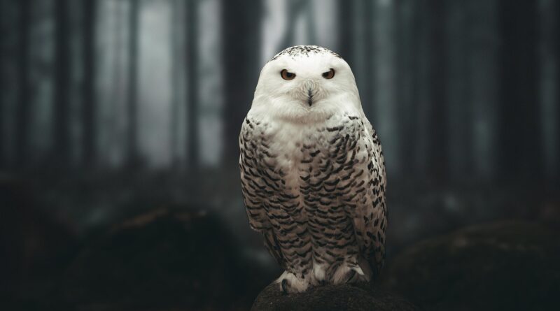 owl, polar owl, snowy owl, bird of prey, nature, hunter, predator, forest, spotted, feathers, trees, darkness