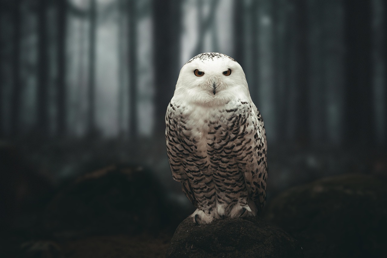 Owl tattoo ideas with meaning, placement, and style tips