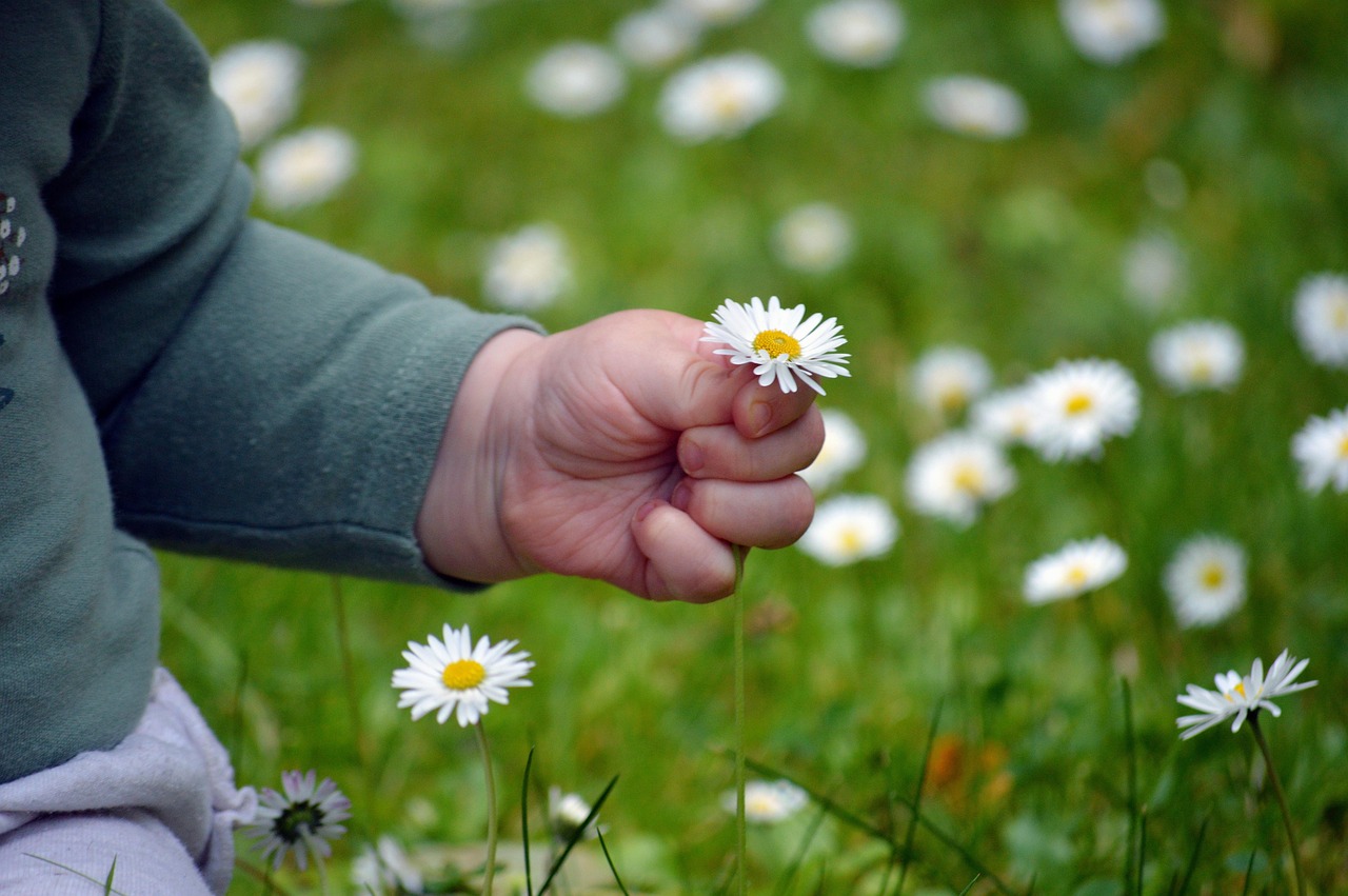 child's hand, pick flowers, beautiful flowers, finger, flower background, happy mothers day, daisy, flower wallpaper, small child, childhood, lawn, nature, meadow, grass, pick, flower, child, small hand, cute, date of birth, thank you, grandson