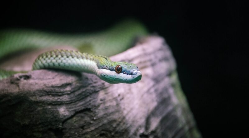 snake, reptile, animal, nature, scales, portrait, head, serpent