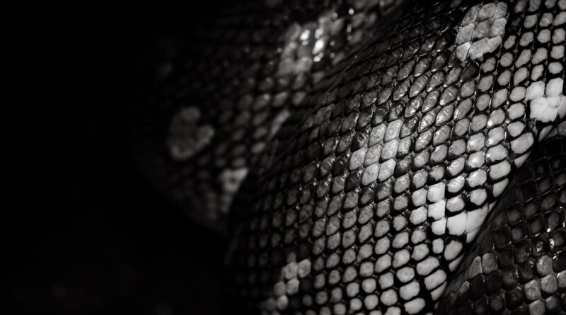 snake, animal, reptile, scales, skin, nature, shadow, wildlife, black and white, snake in nature, python, carpet python, eastern carpet python, natural patterns, camouflage, snake skin, texture, detail, beautiful, nature details