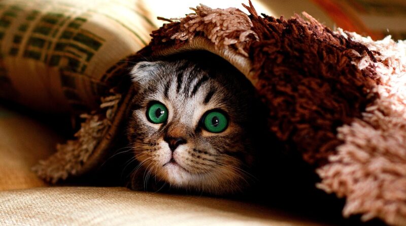 cat, pet, ceiling, animal, hide, cute, naughty, funny