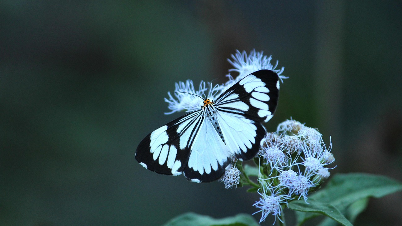 white tiger moth, moth, insect, butterfly, white, orange, fluorescent, summer, longwing, design, subtropical, style, wings, tropical, color, black, colorful, nature, stripes, wild, striped, environment, wilderness, moth, moth, moth, moth, moth