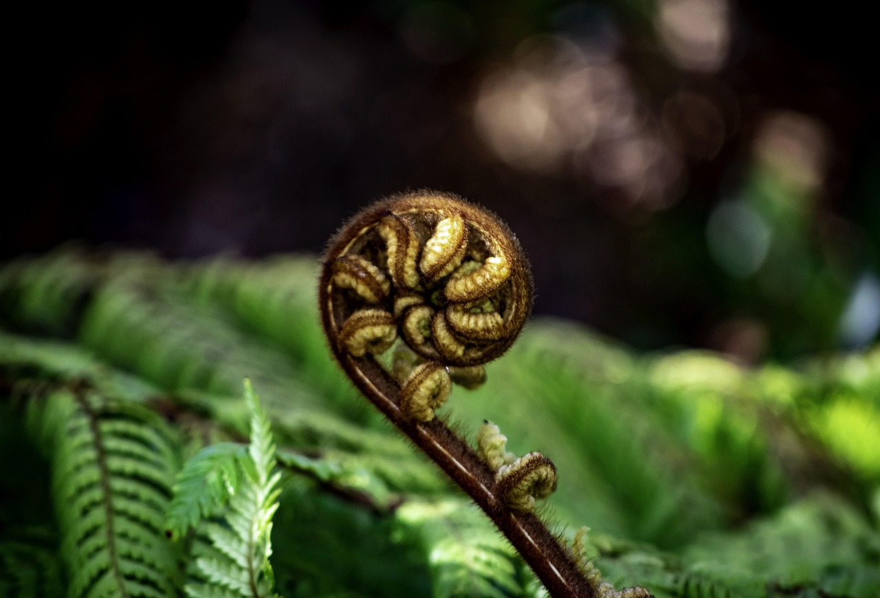 koru, fern, new zealand, stewart island, brown, aotearoa, fronds, unfurling, unroll, growth, green, new, plant, native, nature, symbol, koru, koru, koru, koru, koru