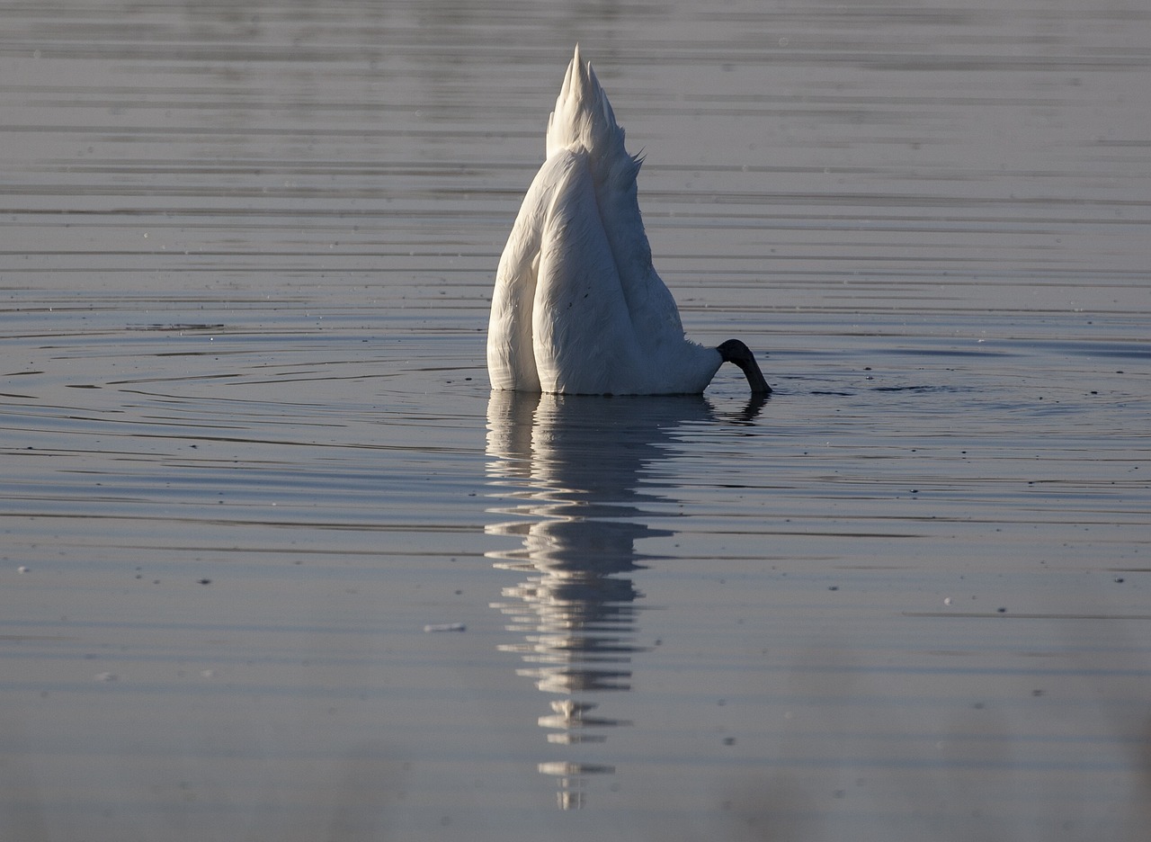 swans bum, swan rear, diving swan, eating swan, mute swan, gray eating