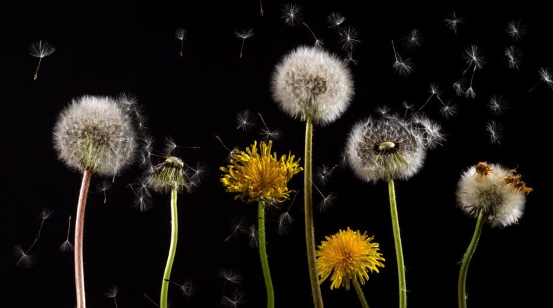 dandelions, beautiful flowers, flowers, nature, seed head, blowball, common dandelions, flower background, flower wallpaper, bloom, blossom, flowering plants, plants, taraxacum, flora, close up, black background