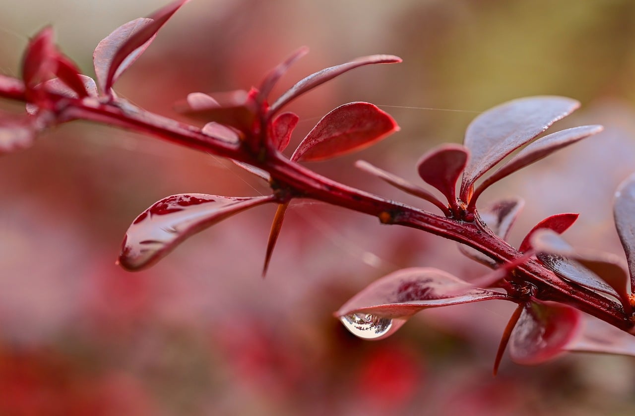 japanese barberry, nature, barberry, burgundy, autumn, garden, rain, color, foliage, thorn