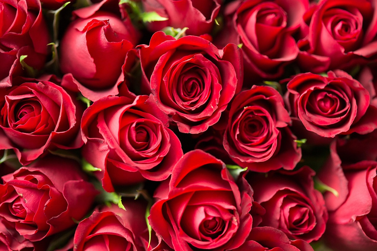 red, roses, flowers, petals, red roses, bed of roses, bunch, bunch of flowers, bunch of roses, bloom, blossom, flower background, flora, rose bloom, rose petals, red petals, beautiful flowers, flower wallpaper, bouquet, rose bouquet, close up, nature, rose wallpaper