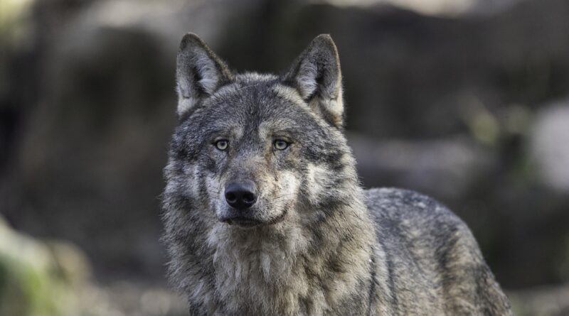 wolf, nature, fur, grey, black, animal