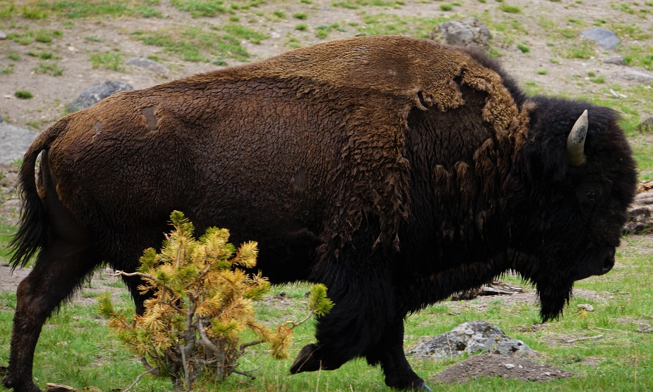 american bison, bison, yellowstone, wyoming, national park, animal, nature, bison, bison, bison, bison, bison, yellowstone, yellowstone, wyoming