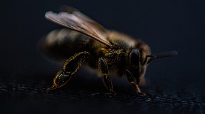 bee, wings, hair, focus, eye, macro, bee, bee, bee, bee, bee, focus, focus