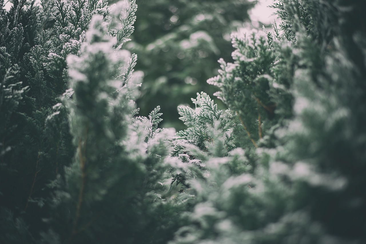 winter, bushes, forest, frost, nature, leaves, snow, ice cream, frozen, winter, winter, winter, winter, forest, forest, nature, nature, nature, snow, snow, snow, snow, snow, ice cream