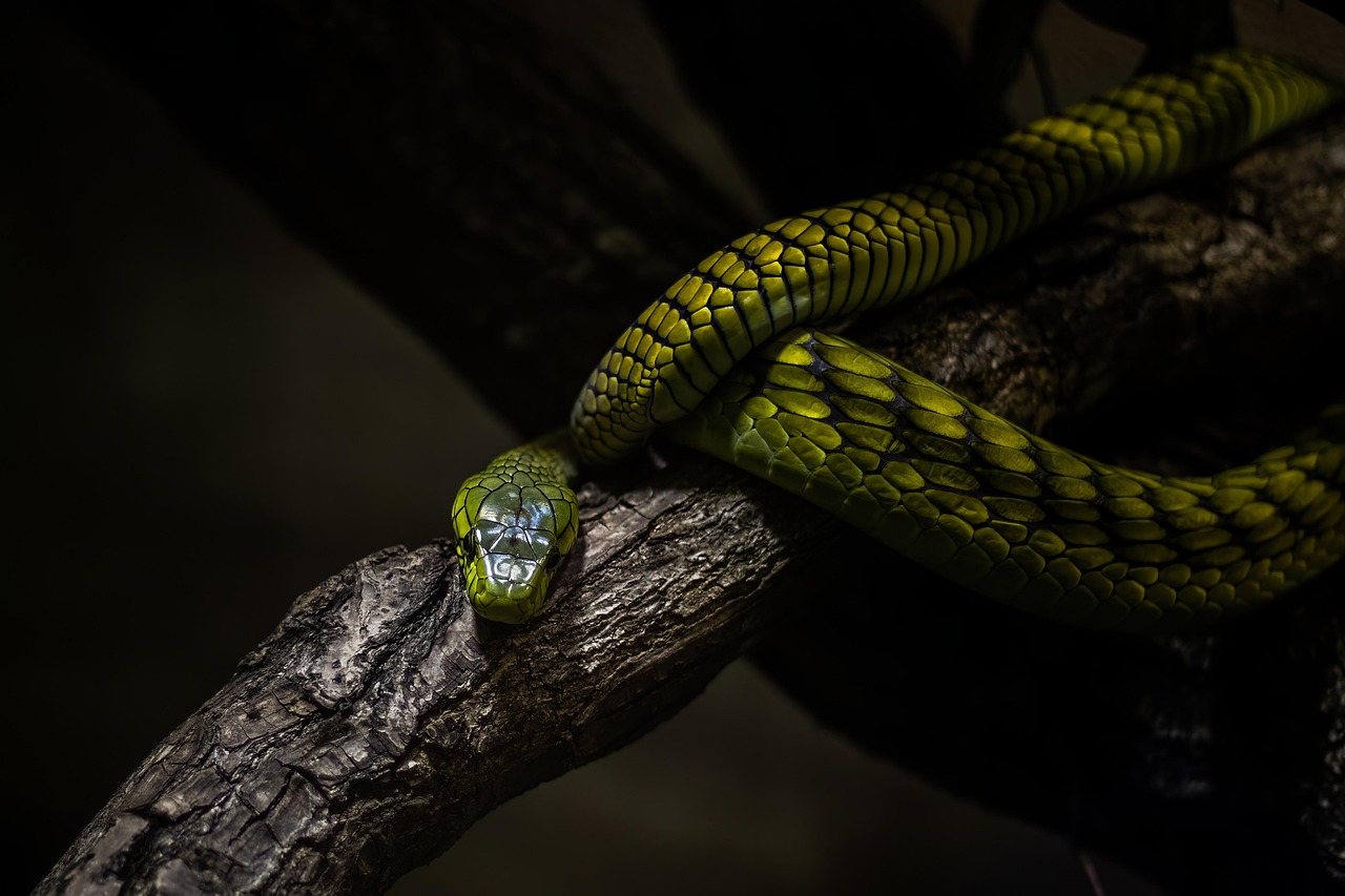 snake, animal, reptile, nature, wild animal
