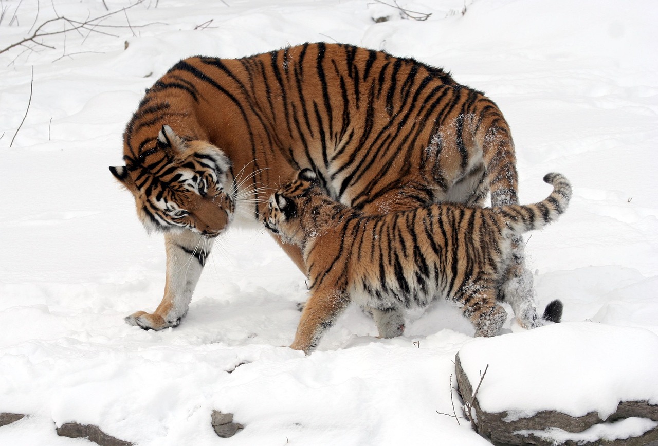 tigers, cub, tiger cub, mother, snow, snowy, siberian tiger, panthera tigris altaica, young animal, family, young, wild animals, nature, wilderness, wildlife, animal world, wildlife photography