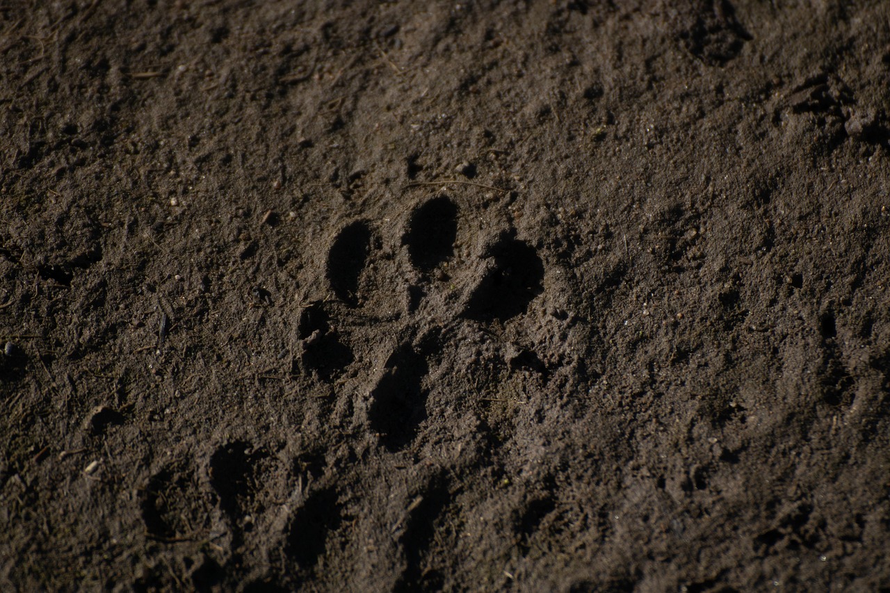 animal print, dog print, paw print, nature, ground