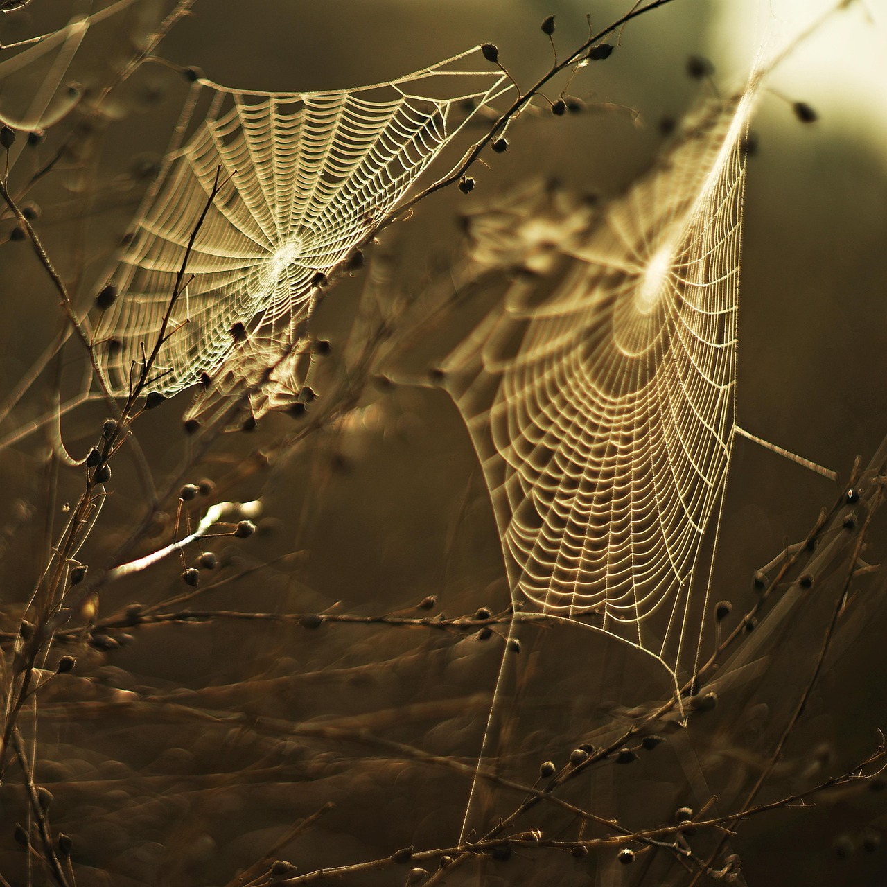 spiderweb, nature, trap, cobweb, web, insect, sunset, bug, arachnid, plants, dew, drops