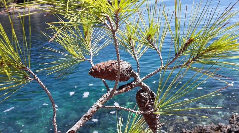sea, nature, ribs