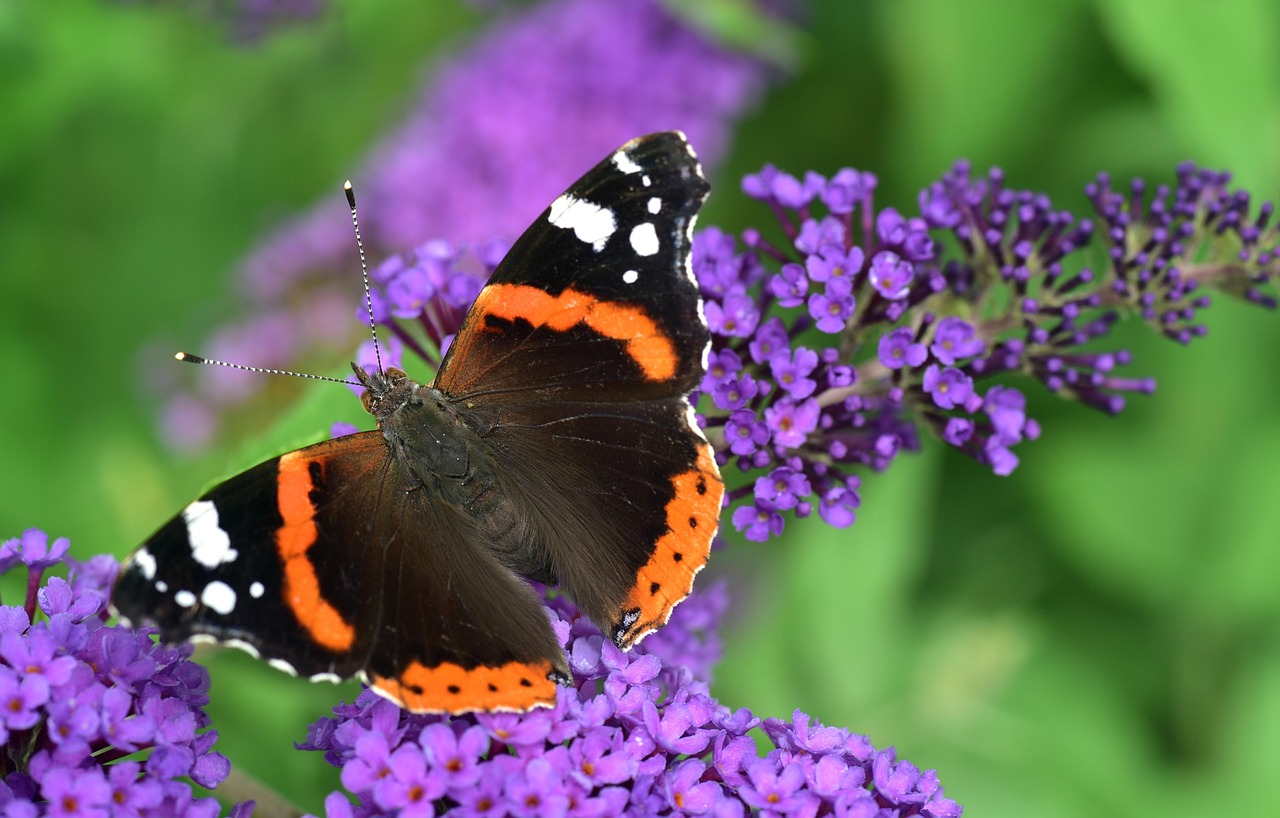butterfly, admiral, vanessa atalanta, pyrameis atalanta, edelfalter, nymphalidae, close up, lilac, zierflieder, purple, wing, nature, multicoloured, summer, flying, tender, filigree, easy, blossom, bloom, beautiful, flying insect